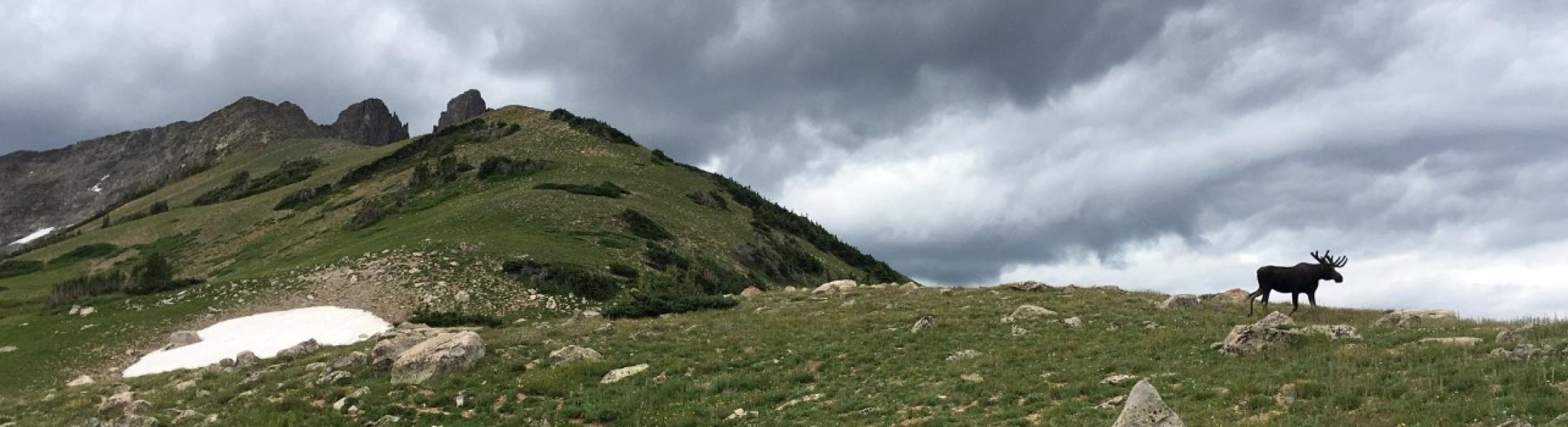 Mountain top covered in grass, moose standing on horizon, gray storm clouds.