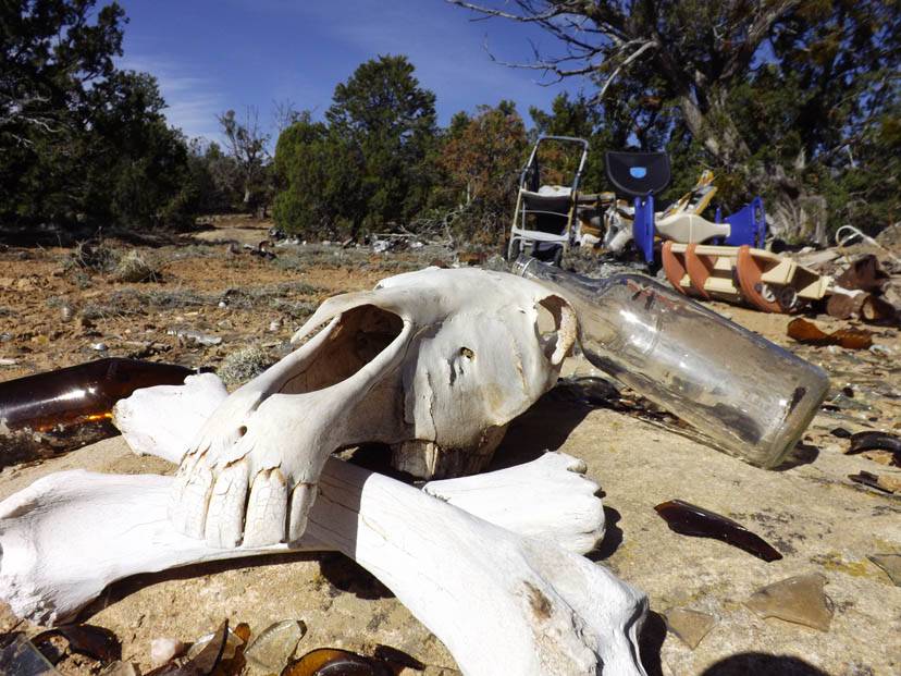 Trash and a skull on deserted grounds. 