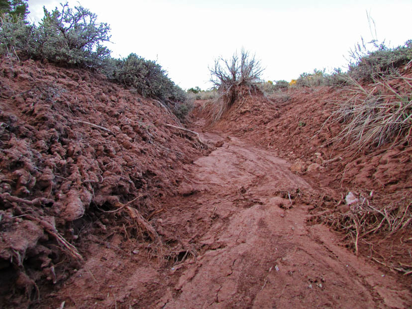 Exposed roots caused by erosion