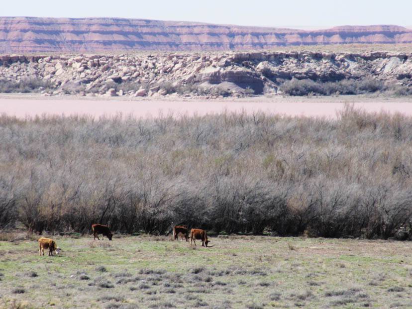 Cows grazing near Many Farms AZ.