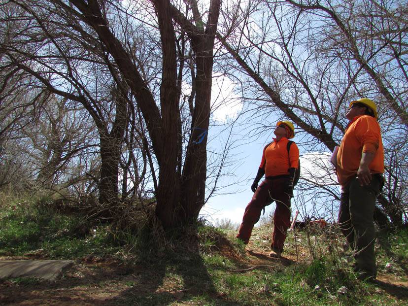 Two men surveying a tree