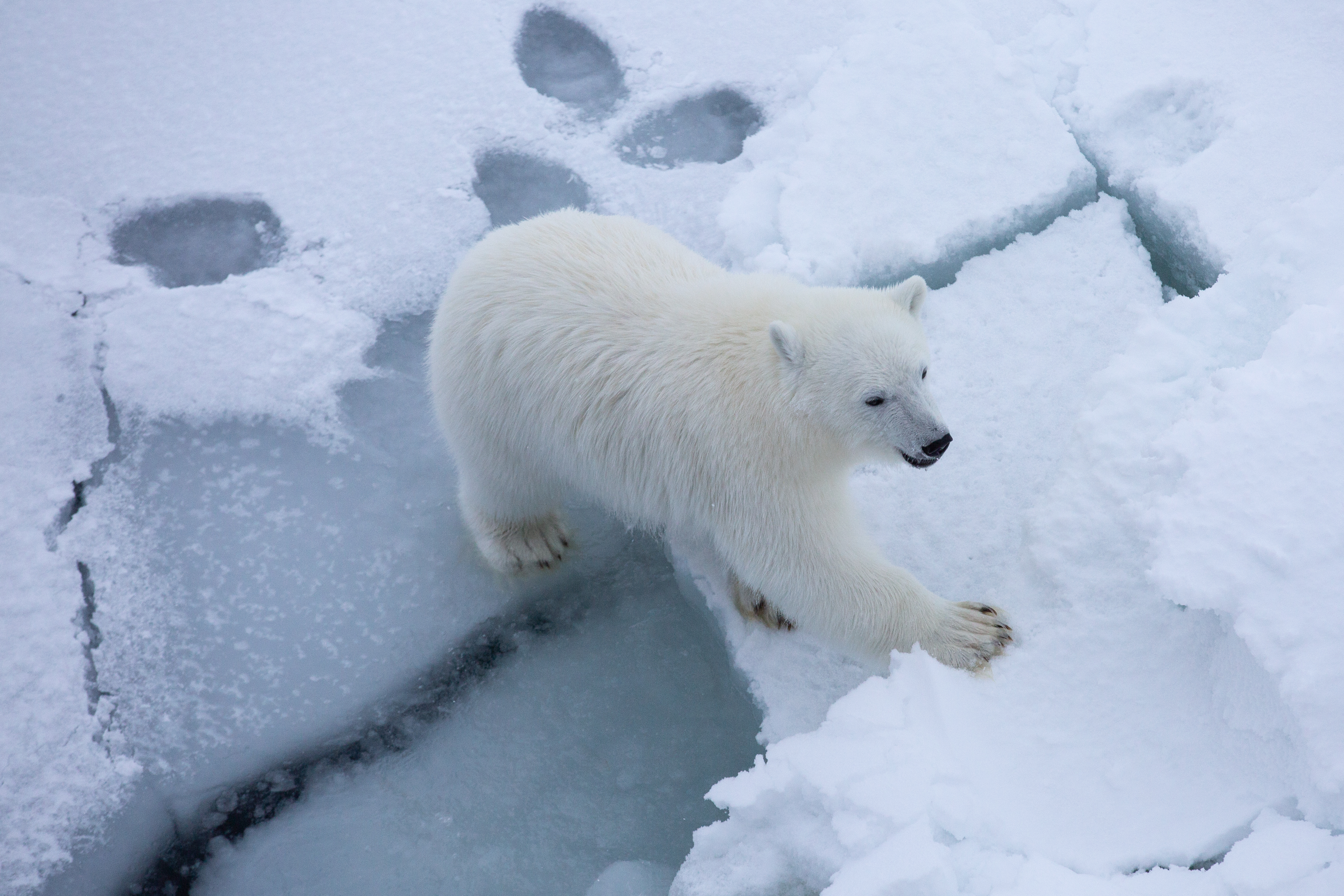 A polar bear steps over a crevasse in sea ice.