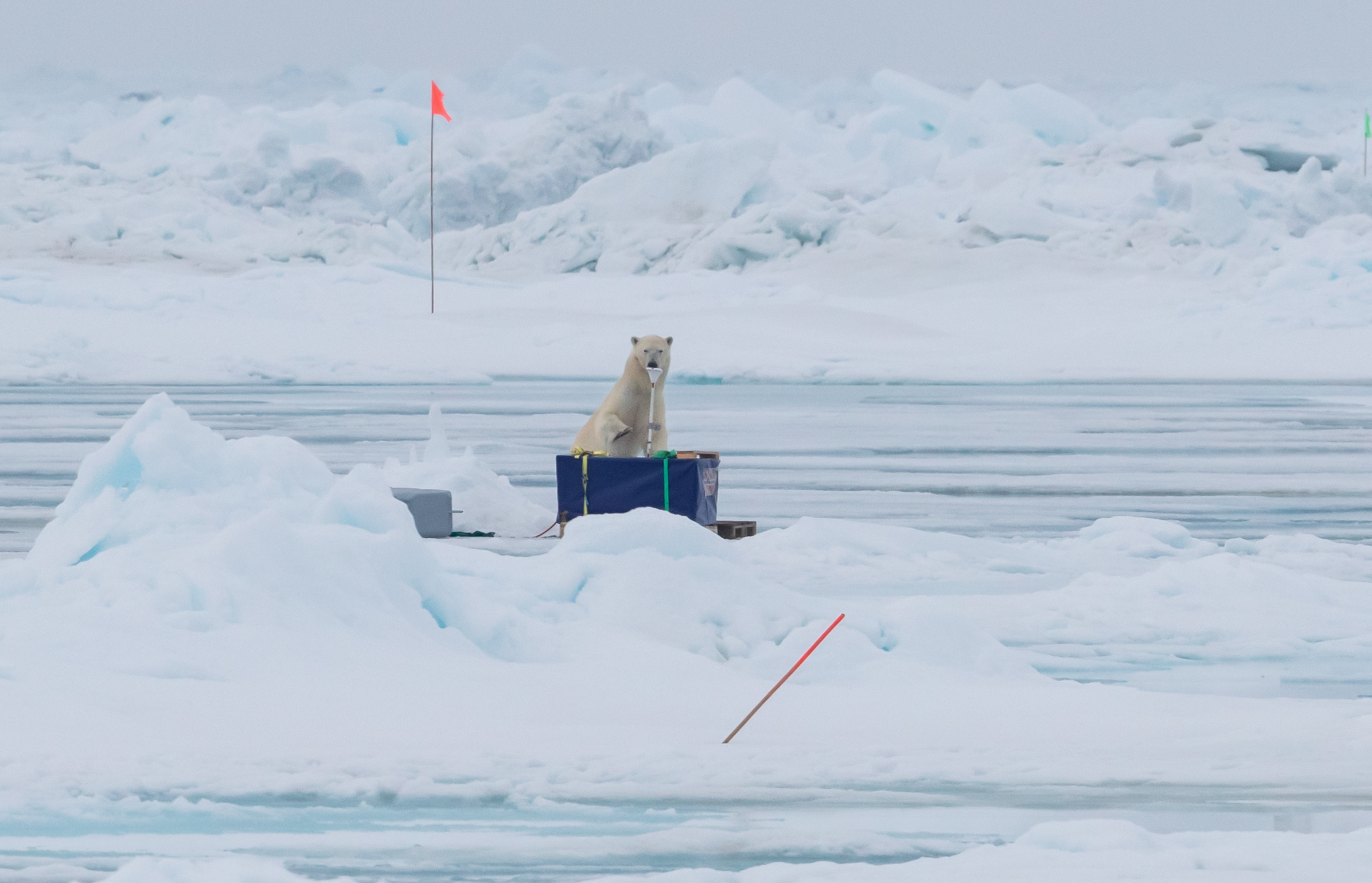 A polar bear chews on scientific equipment in a field of ice.
