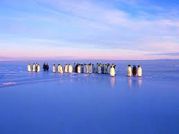 penguins