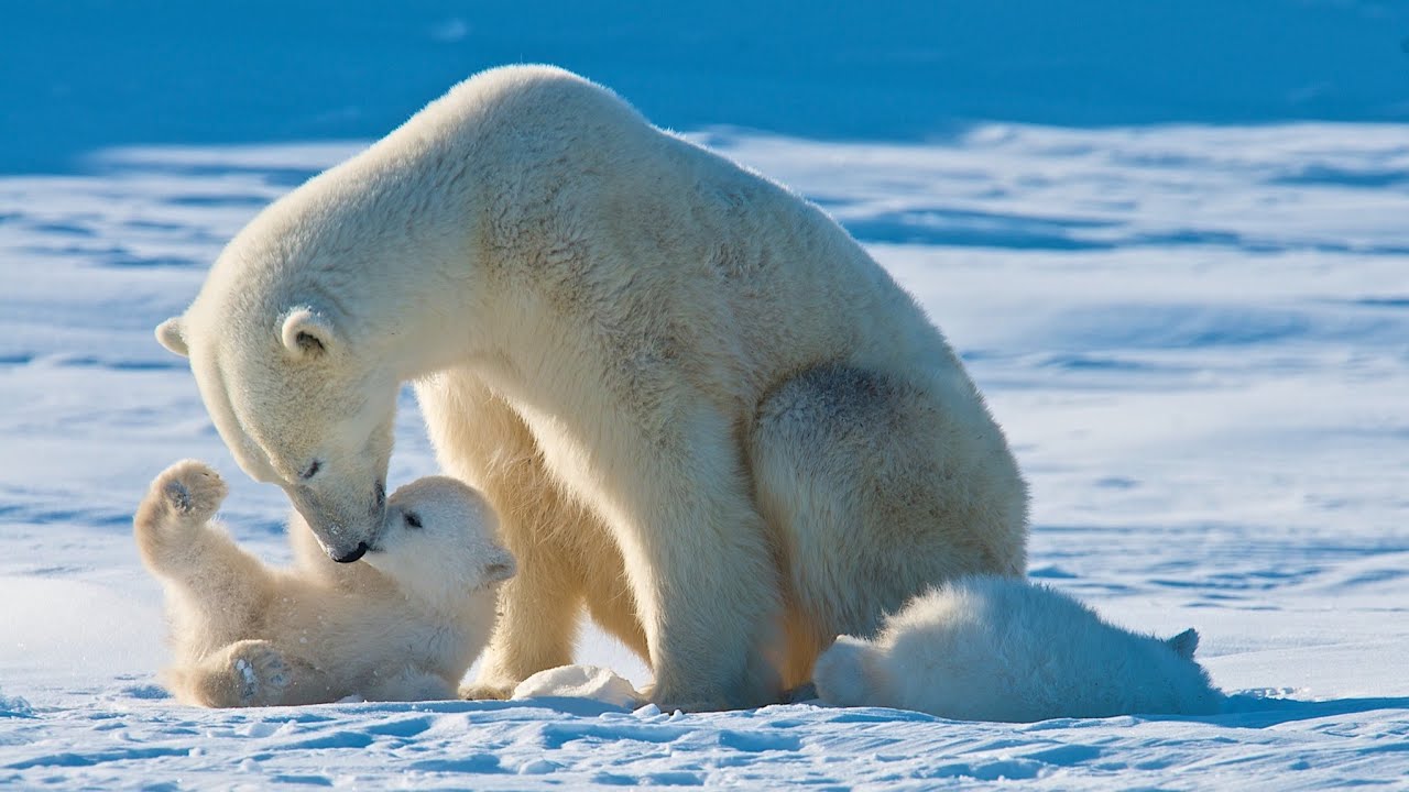 polar bears