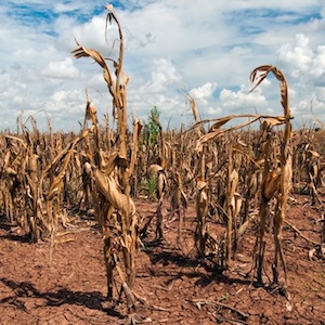 dry corn stalks