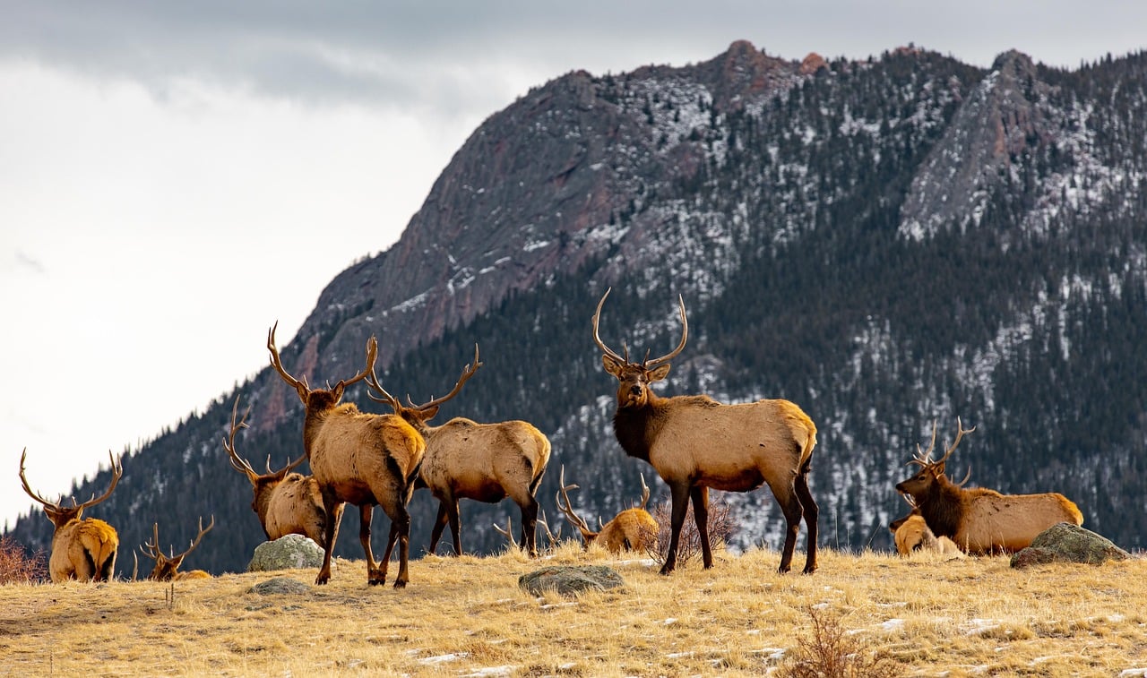 Ecosystems of Rocky Mountain National Park Link Tile