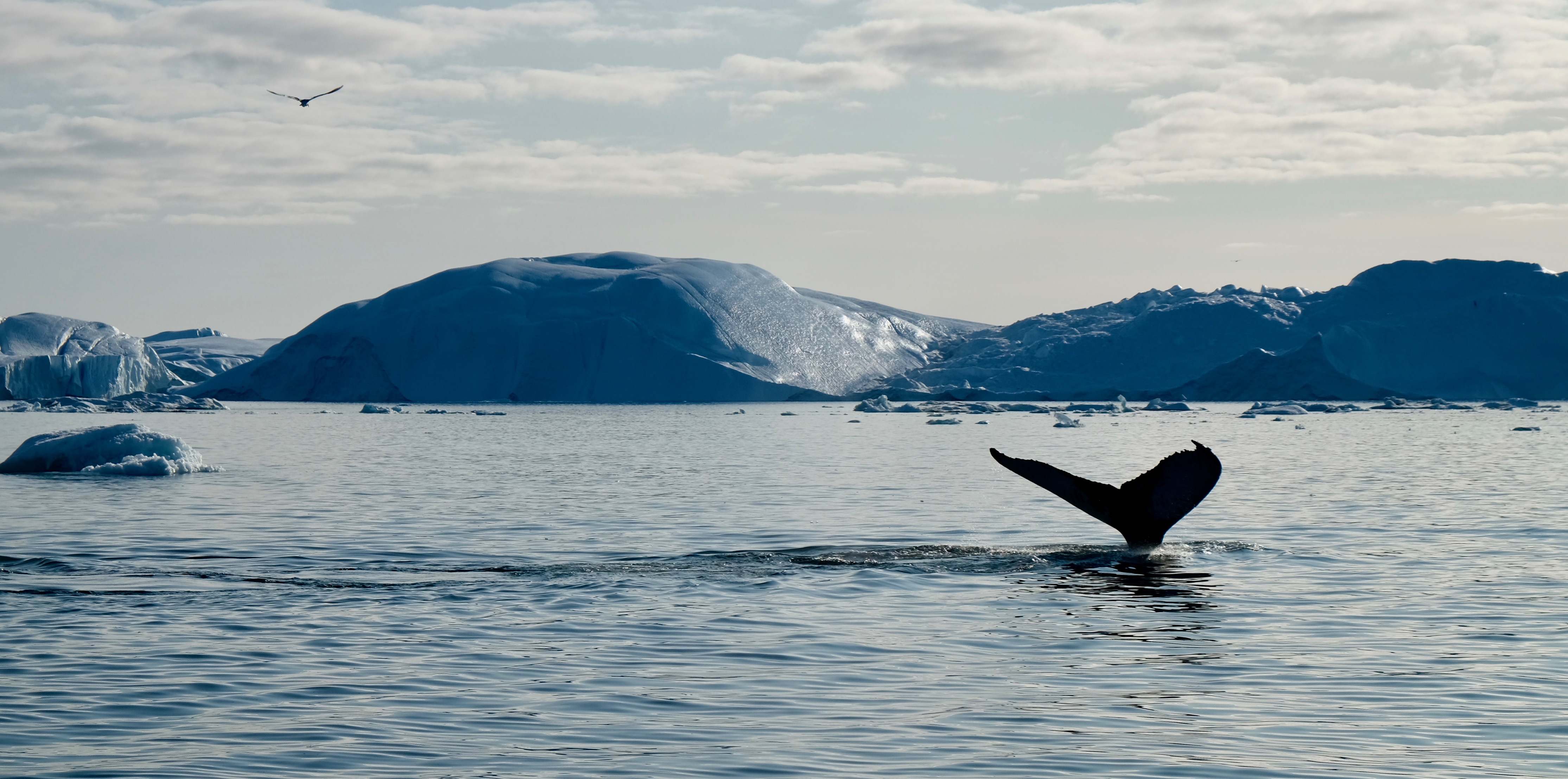 A whale's tail rises above the surface of the icy ocean as it dives, with large icebergs and floating ice chunks in the background. The sky is partly cloudy, and a bird soars overhead, adding to the serene and majestic Arctic or Antarctic seascape.