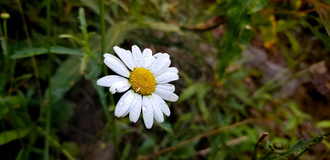 daisy with water droplets captures by Cheyenne Munns in June 2022
