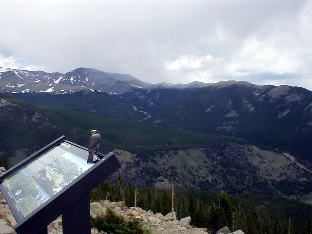 bird on information sign in rocky mountain national park