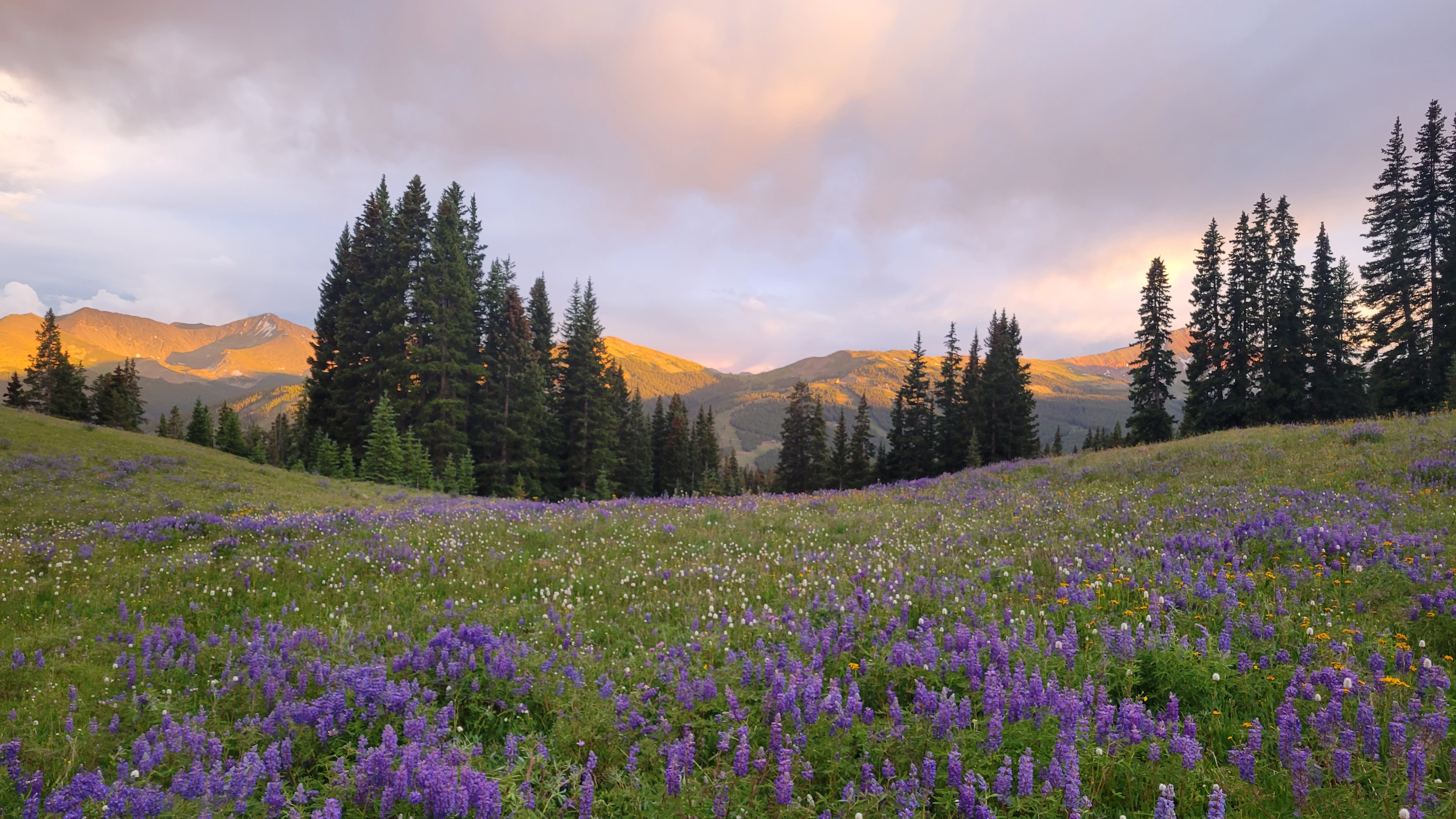 A scenic mountain meadow filled with vibrant purple wildflowers under a soft, golden sunset. Tall evergreen trees line the mid-ground, and distant mountain peaks glow warmly in the evening light beneath a partly cloudy sky
