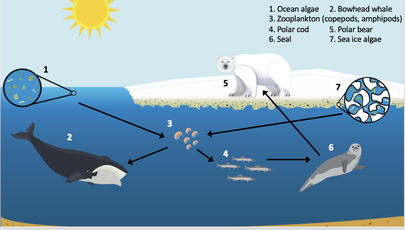 Arctic food web showing different feeding relationships amongst Arctic organisms.