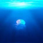 jelly fish floating in open water