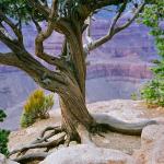 A tree rooted in the ground with the grand canyon in the background 