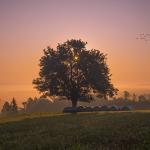 A tree in the middle of a grass field with an orange sunset sky background