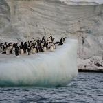 A group of penguins standing on a floating ice block in the ocean