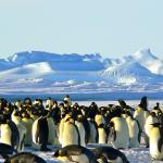 Emperor penguins in Antarctica 