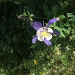 Columbine flower surrounded by greenery