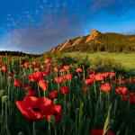 A vibrant foreground of bright red poppies in full bloom stretches across a green grassy meadow at the base of the iconic Flatirons rock formations. The jagged, rust-colored sandstone slabs rise diagonally under a clear blue sky, capturing a sunny summer scene at Chautauqua Park in Boulder, Colorado