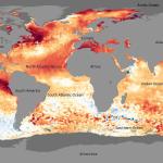 Sea Surface Temperature Anomaly. Depicts much warmer than usual water temperatures globally during an El Niño year. 