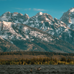 A herd of elk moves towards a pine forest at the base of a mountain range.