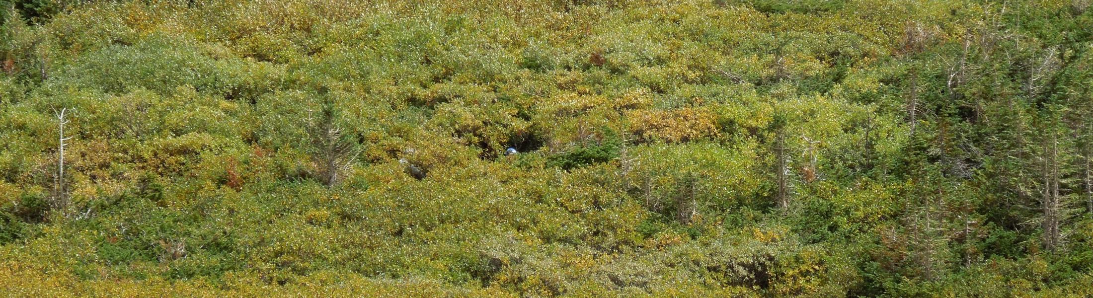 field of low-lying shrubs