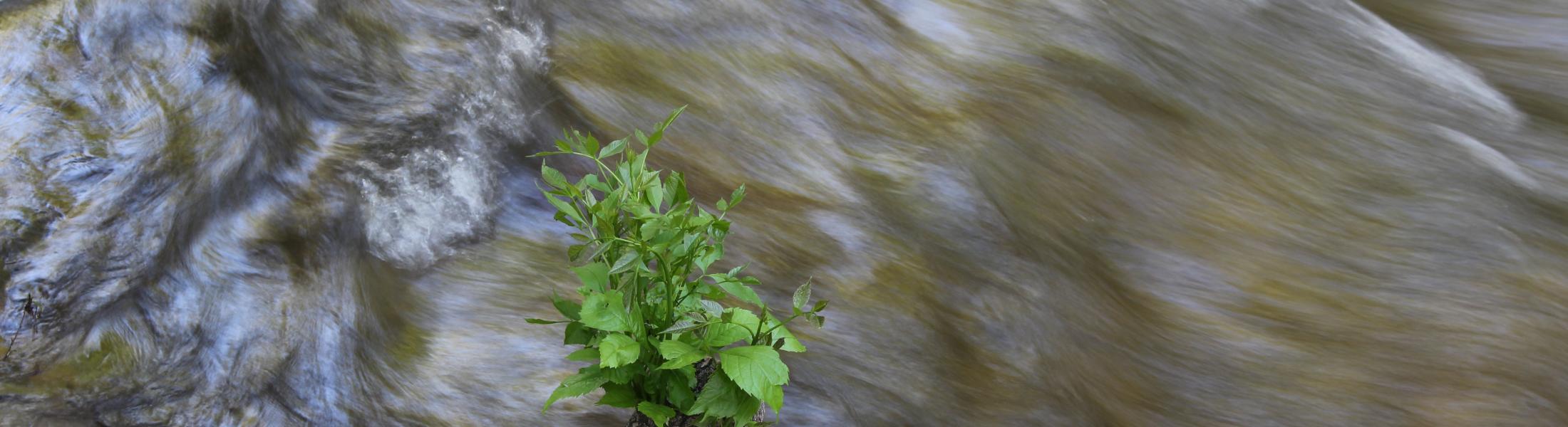 rushing water and log with plant growing from it