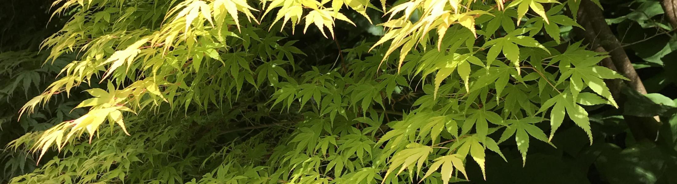 japanese maple leaves