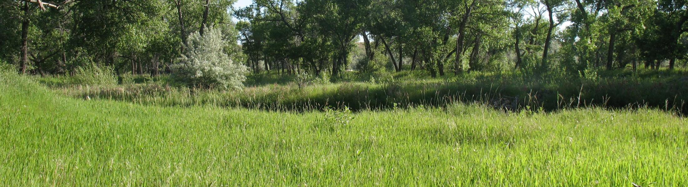 lush grass and cottonwoods