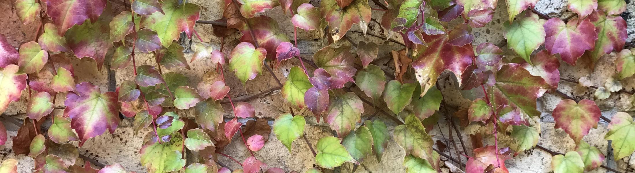 ivy growing on garden wall