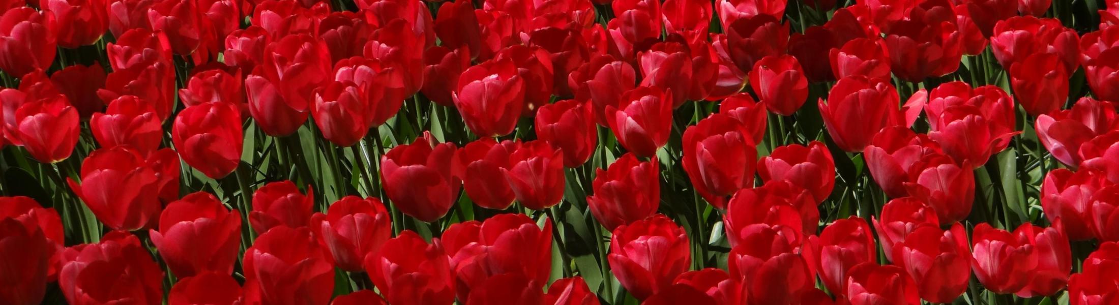 hundreds of tulips in bloom