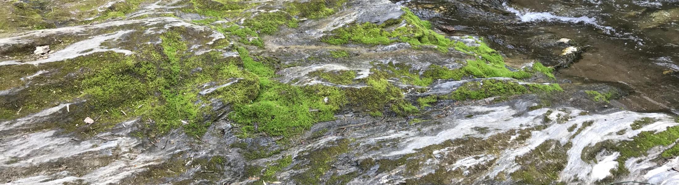 rushing water on limestone streambed with areas of moss