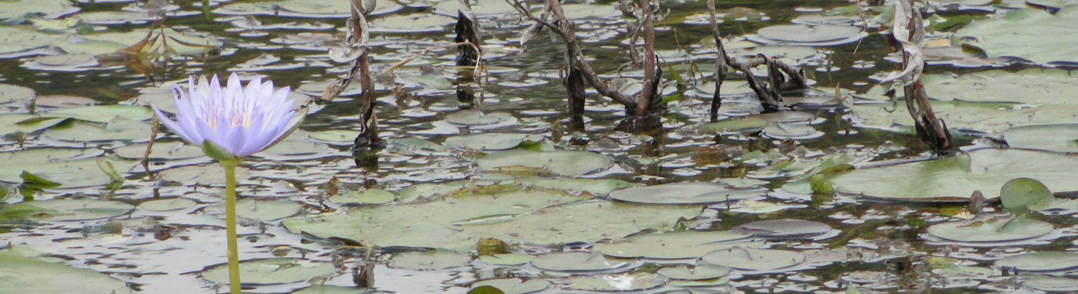 water lily rising above pond surface in lily-choked pond