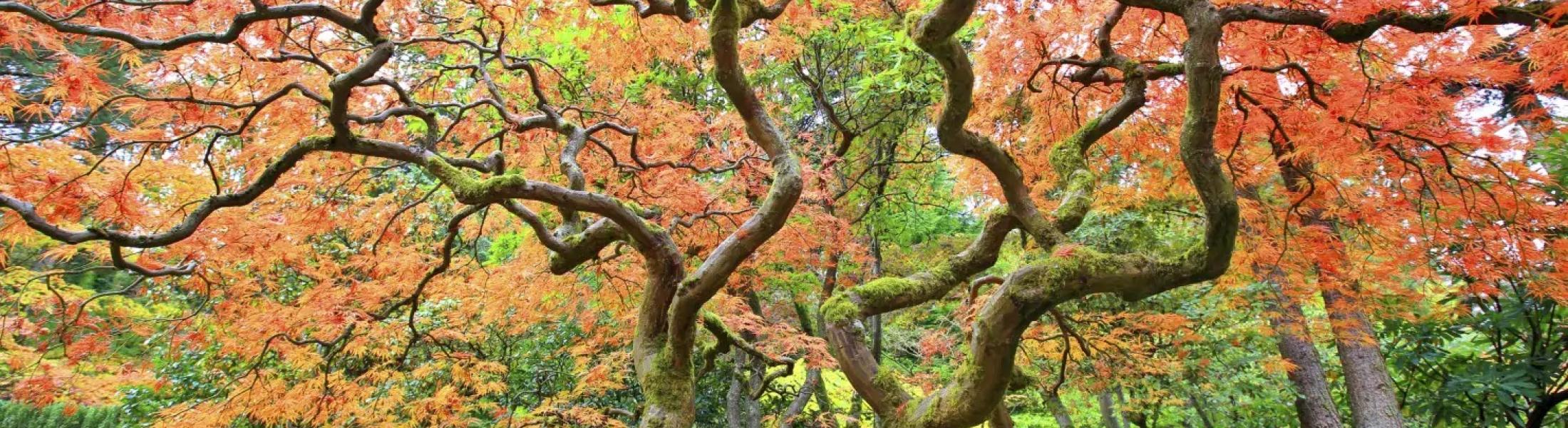 Japanese maple tree