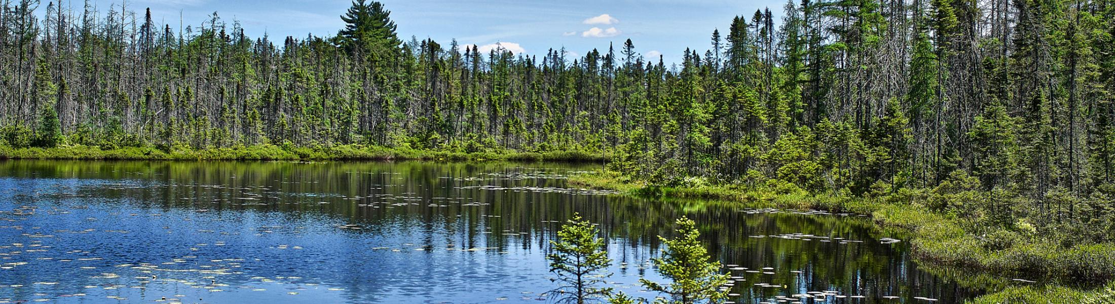 Gina Banner Boreal Forest
