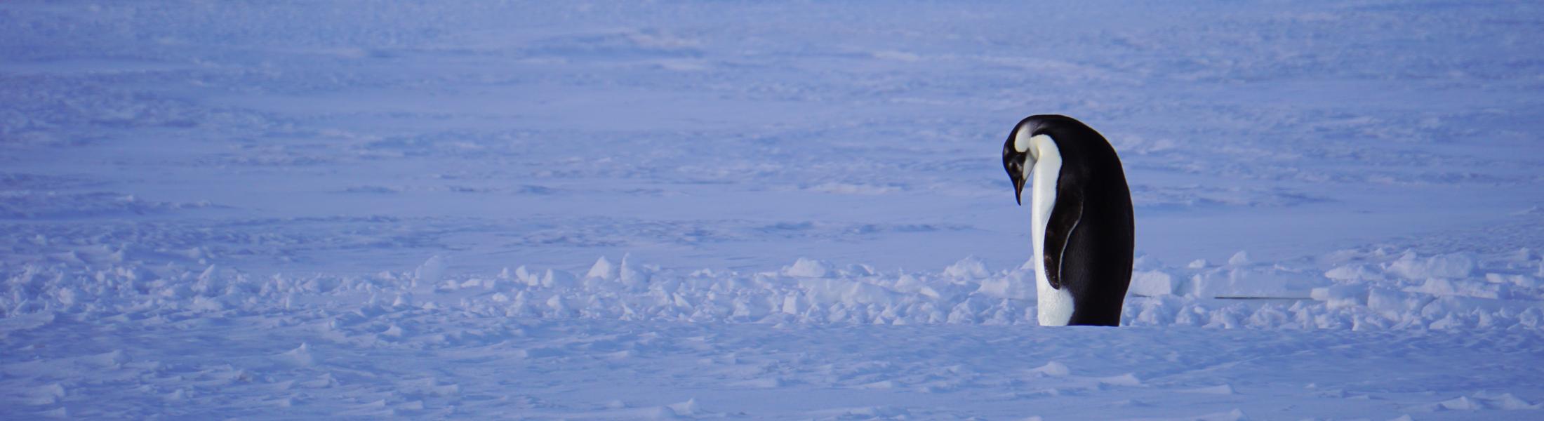 Emperor Penguin by Ian Geraghty