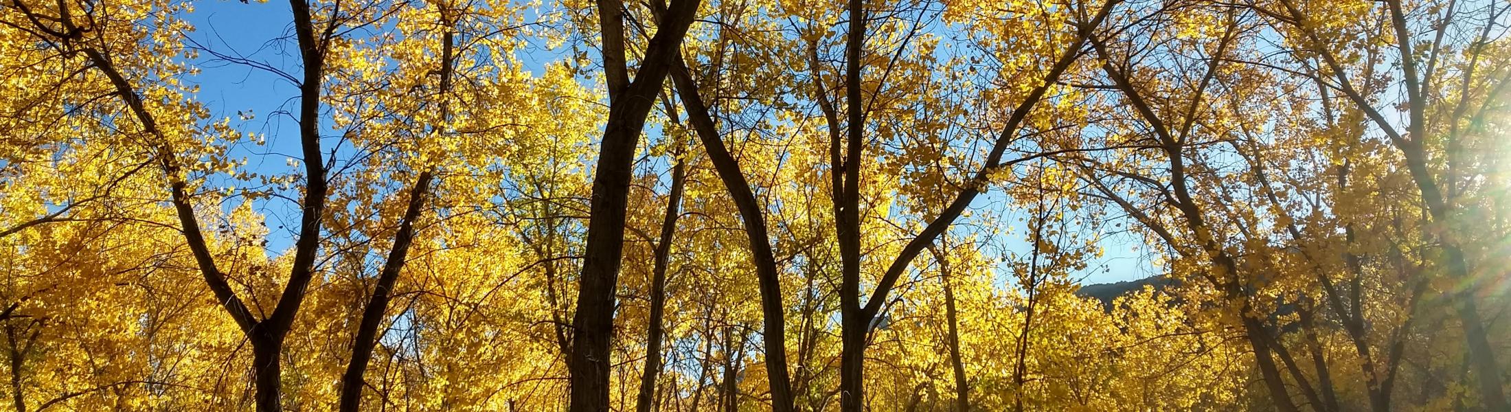 Forest in the fall