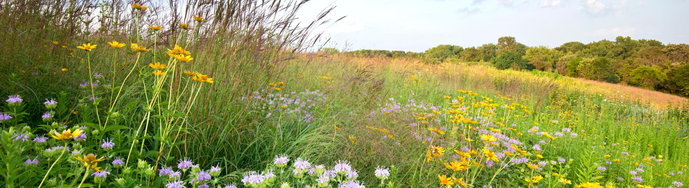 Field of grass, brush, yellow and purple flowers and blue sky