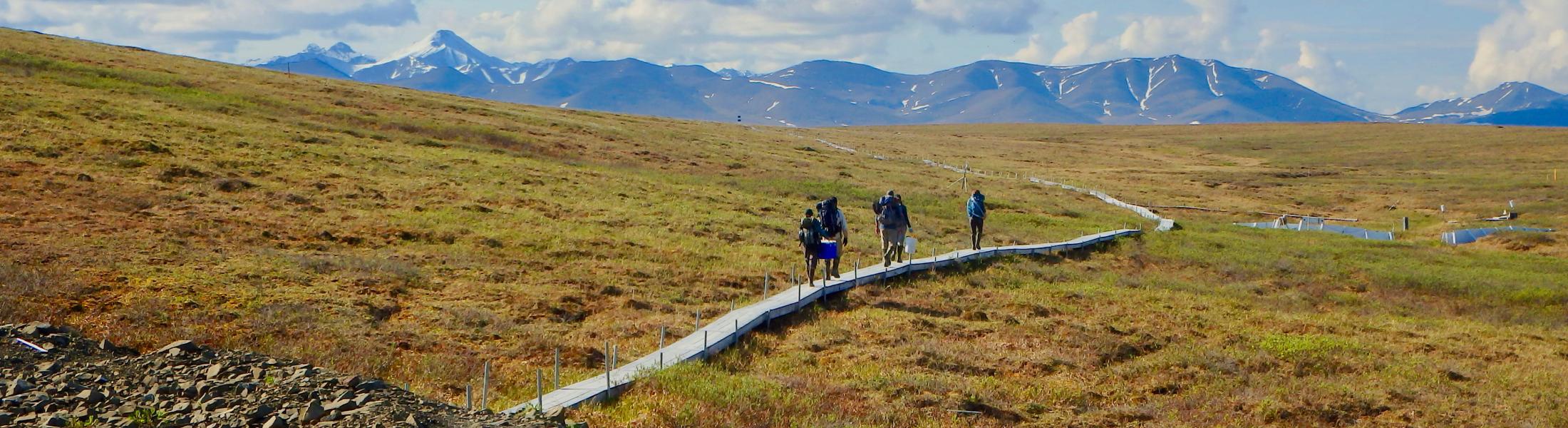 Hikers on a boardwalk in a yellow meadow with the mountains in the distance