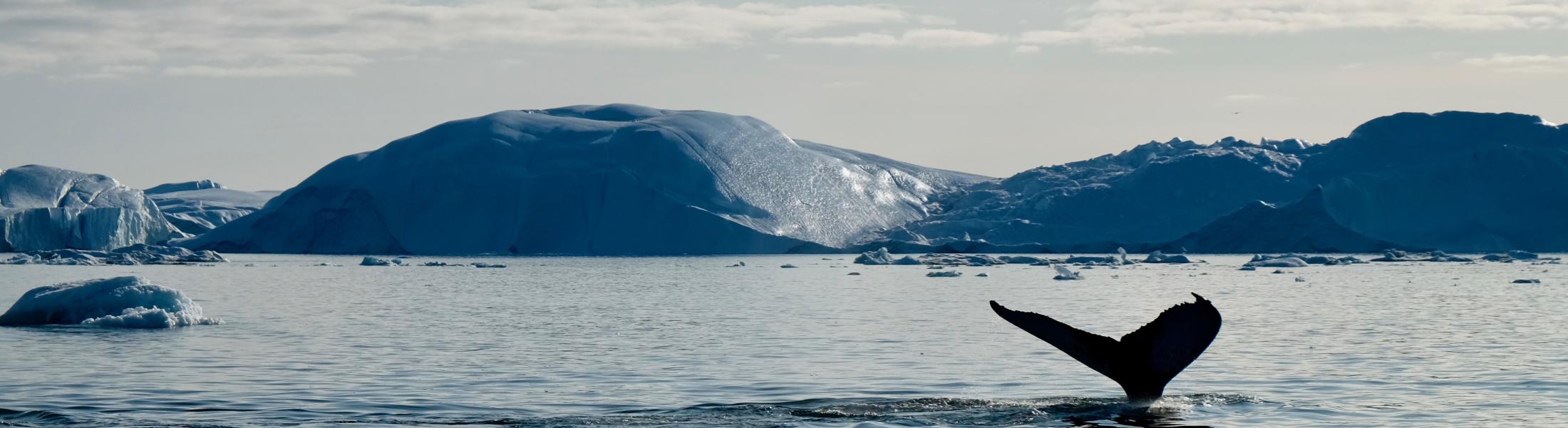 A whale's tail rises above the surface of the icy ocean as it dives, with large icebergs and floating ice chunks in the background. The sky is partly cloudy, and a bird soars overhead, adding to the serene and majestic Arctic or Antarctic seascape. A whale's tail rises above the surface of the icy ocean as it dives, with large icebergs and floating ice chunks in the background. The sky is partly cloudy, and a bird soars overhead, adding to the serene and majestic Arctic or Antarctic seascape.