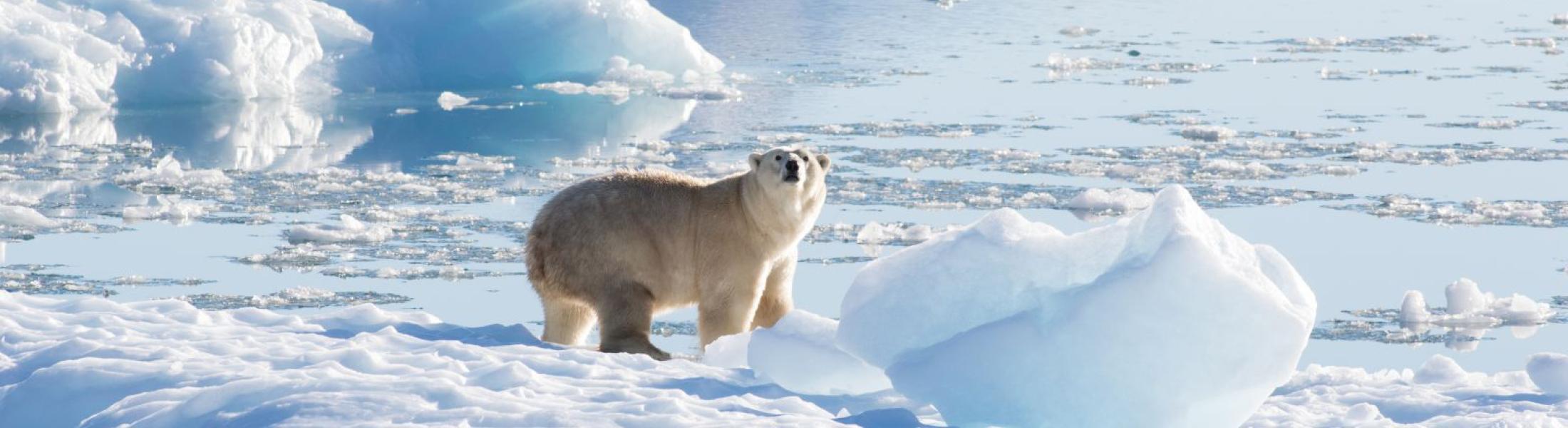 Polar bear in Greenland on a glacier. Credit: Thomas Johansen, NASA.