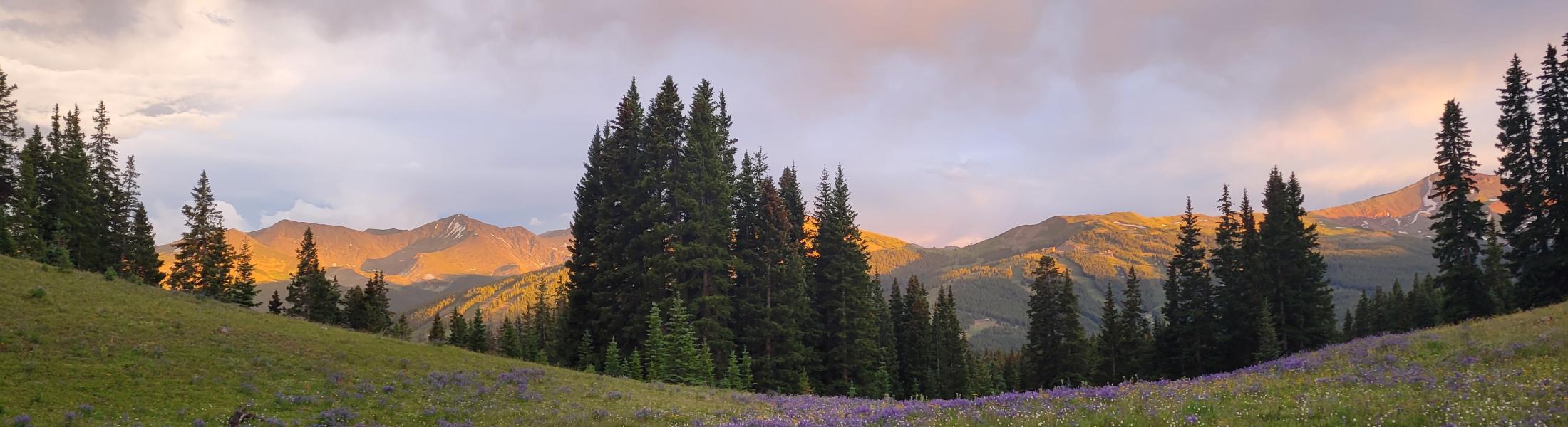 A scenic mountain meadow with green grass and clusters of purple wildflowers in the foreground. Tall evergreen trees line the middle ground, and sunlit mountain peaks are visible in the distance under a cloudy sky with soft pink and orange hues