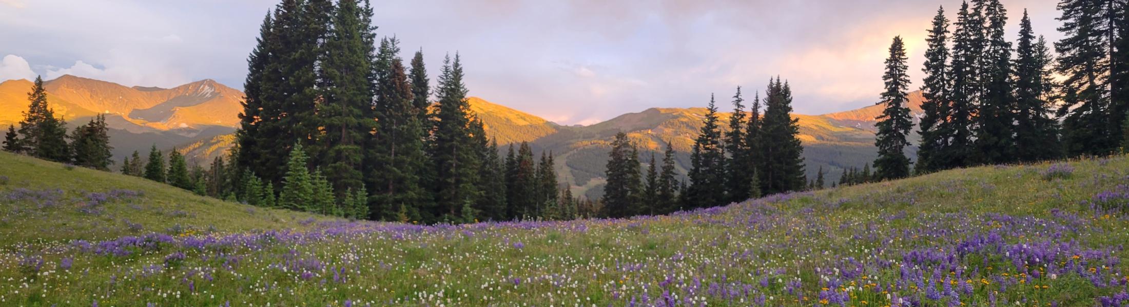 A scenic mountain meadow filled with vibrant purple wildflowers under a soft, golden sunset. Tall evergreen trees line the mid-ground, and distant mountain peaks glow warmly in the evening light beneath a partly cloudy sky