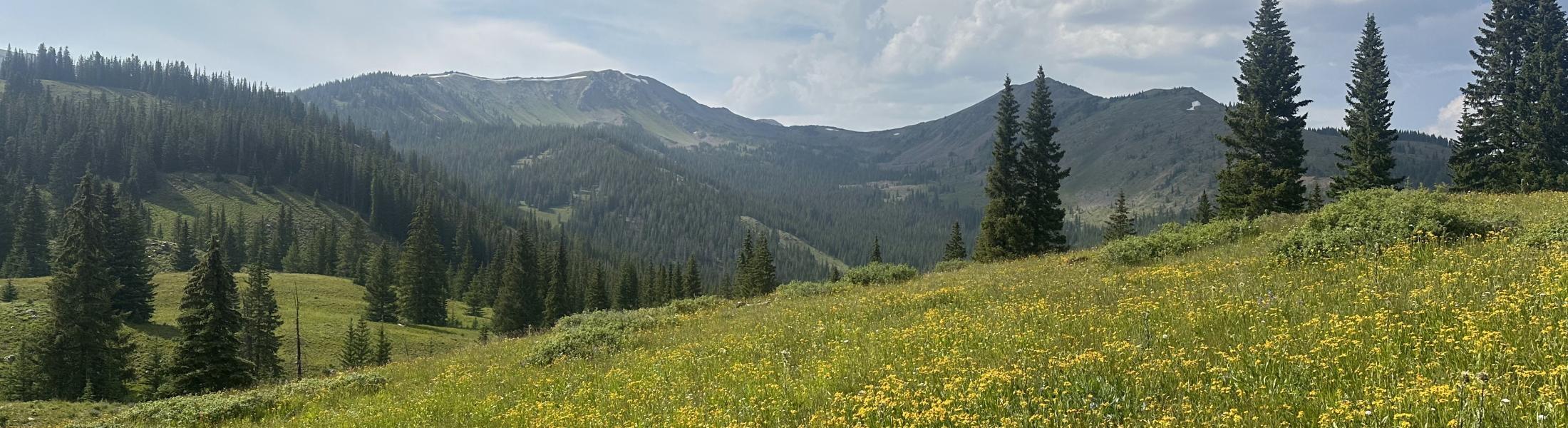 Mountain meadow with tall green grasses and scattered evergreen trees in the foreground. Rolling hills and forested slopes lead up to distant mountains under a partly cloudy sky