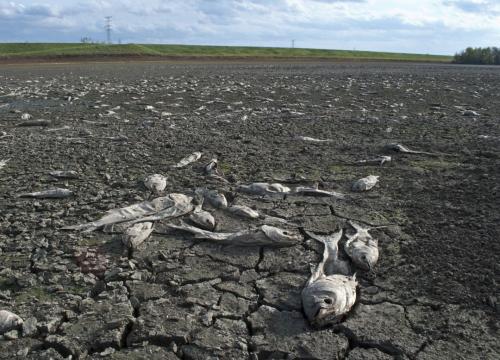 The carcasses of dead fish lie in a dry lake bed.