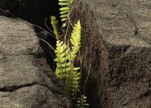 Plant growing in rocks