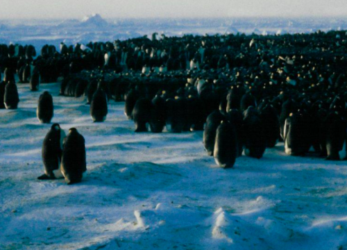 Emperor penguin colony