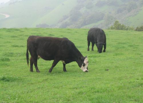 Cows grazing