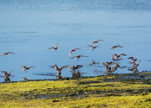 Flock of birds landing at Elkhorn Slough.