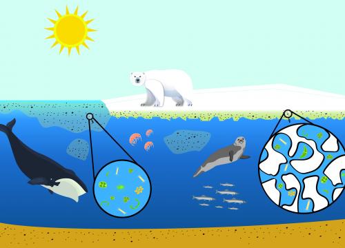 Arctic food web